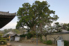 Можжевельник китайский (лат. Juniperus chinensis), семена