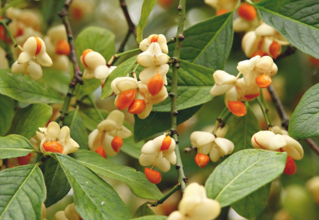 Бересклет европейский (лат. Euonymus europaeus), семена