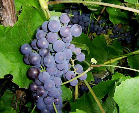 Виноград амурский (лат. Vitis amurensis), семена