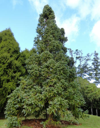 Кунингамия ланцетовидная (лат. Cunninghamia lanceolata), семена