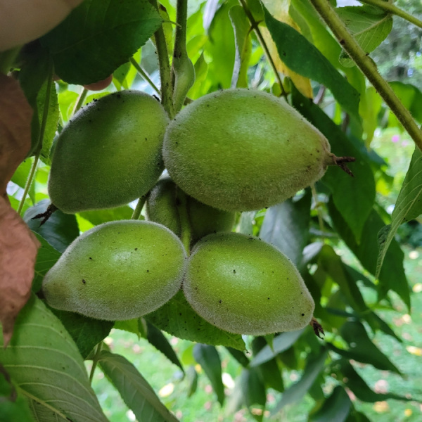Орех серый (лат. Juglans cinerea), семена