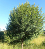 Рябина домашняя крупноплодная крымская (лат. Sorbus domestica)