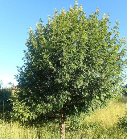 Рябина домашняя крупноплодная крымская (лат. Sorbus domestica)