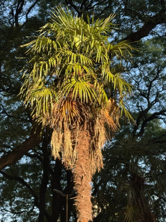 Пальма Трахикарпус Форчуна (лат. Trachycarpus fortunei), саженец, 1 шт