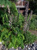 Акант обыкновенный (лат. Acanthus mollis), семена
