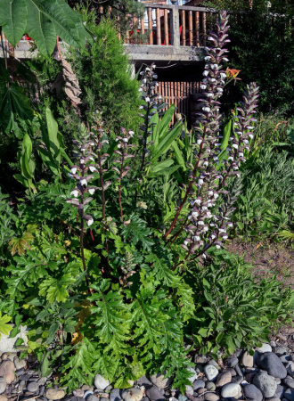Акант обыкновенный (лат. Acanthus mollis), семена