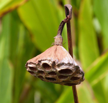 Лотос Комарова (лат. Nelumbo komarovii), семена