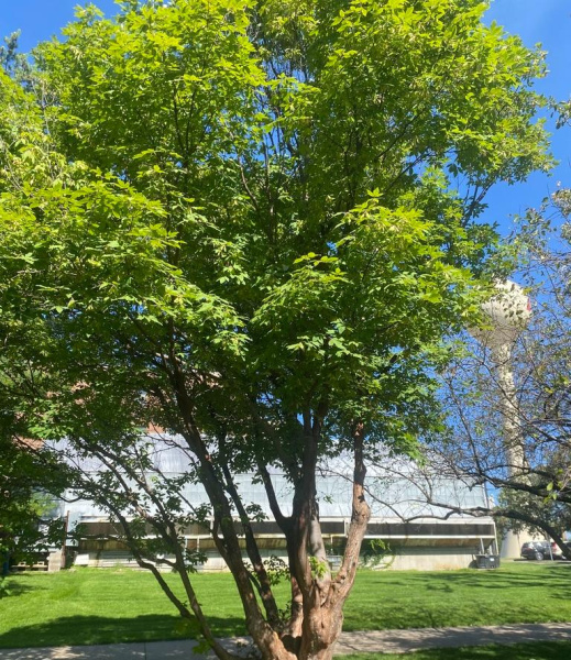 Клен Максимовича (лат. Acer maximowiczianum), семена