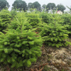 Пихта бальзамическая (лат. Abies balsamea), семена 0,2 грамма