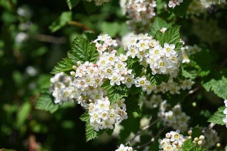 Пузыреплодник амурский (лат. Physocarpus amurensis), семена