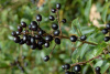 Бирючина обыкновенная (лат. Ligustrum vulgare), семена