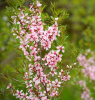 Миндаль степной (лат. Prunus tenella), семена