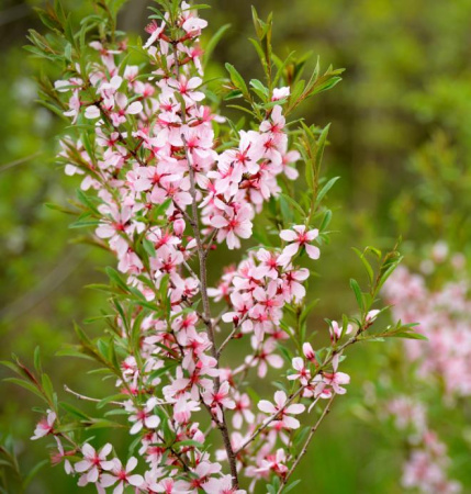Миндаль степной (лат. Prunus tenella), семена