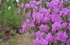 Рододендрон даурский гибридный Стаккато (лат. Rhododendron x dauricum) 0,2 грамма, семена