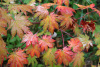 Клен ложнозибольдов (лат. Acer pseudosieboldianum), семена