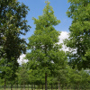 Каркас западный (лат. Celtis occidentalis), семена