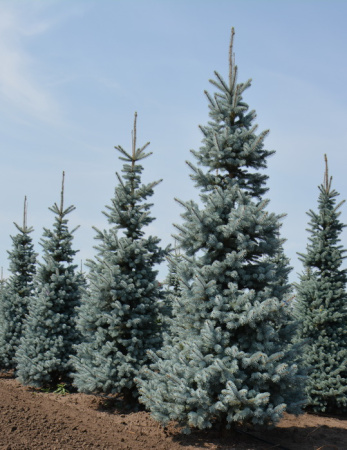 Ель колючая Хупси (лат. Picea pungens Hoopsii), семена