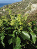 Плющ обыкновенный (лат. Hedera helix), семена