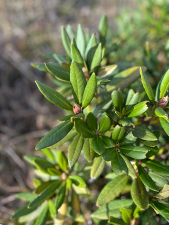 Рододендрон кавказский Флавидум (лат. Rhododеndron caucаsicum 'Flavidum'), семена 0,05 грамм