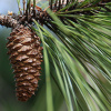 Сосна Эллиота, или Сосна болотистая (лат. Pinus Elliottii), семена