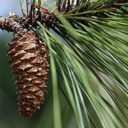 Сосна Эллиота, или Сосна болотистая (лат. Pinus Elliottii), семена