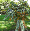 Магония Биля (лат. Mahonia bealei), семена