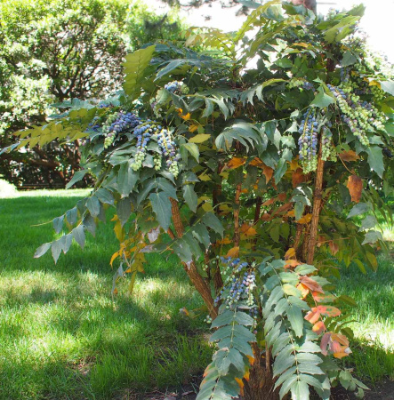 Магония Биля (лат. Mahonia bealei), семена
