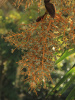 Пальма Трахикарпус Форчуна (лат. Trachycarpus fortunei), саженец, 1 шт