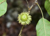Дуб острейший (лат. Quercus acutissima) 10 шт, семена 