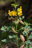 Пузырник древовидный (лат. Colutea arborescens), семена