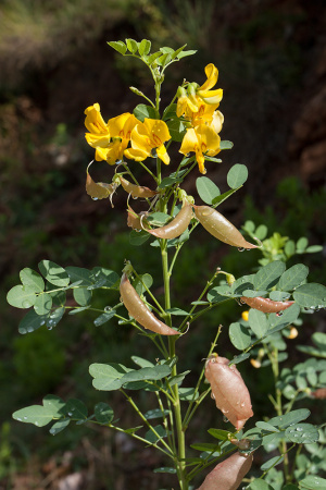 Пузырник древовидный (лат. Colutea arborescens), семена
