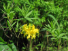 Рододендрон жёлтый (лат. Rhododendron luteum), семена 0,05 грамм