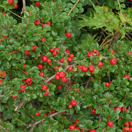 Кизильник Даммера (лат. Cotoneaster dammeri), семена