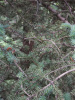 Ель Мейера (лат. Picea meyeri), семена