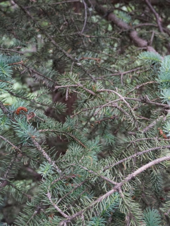 Ель Мейера (лат. Picea meyeri), семена