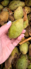 Орех серый (лат. Juglans cinerea), семена
