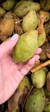 Орех серый (лат. Juglans cinerea), семена