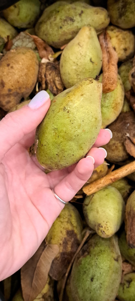 Орех серый (лат. Juglans cinerea), семена