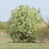 Береза вишневая (лат. Betula lenta), семена 0,2 грамма
