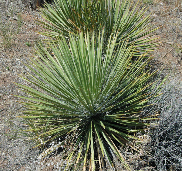 Юкка сизая (лат. Yucca glauca), семена 0,2 грамма