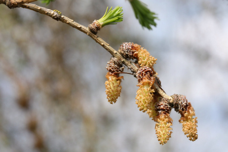 Лиственница Сукачева (лат. Larix sukaczewii Ledeb), семена