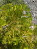 Пихта одноцветная Лау (Abies concolor f. lowiana), семена