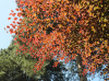 Бук европейский, или бук лесной (лат. Fagus sylvatica), семена