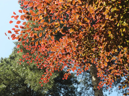 Бук европейский, или бук лесной (лат. Fagus sylvatica), семена