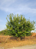 Шелковица белая (лат.Morus alba), семена