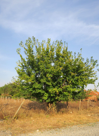 Шелковица белая (лат.Morus alba), семена