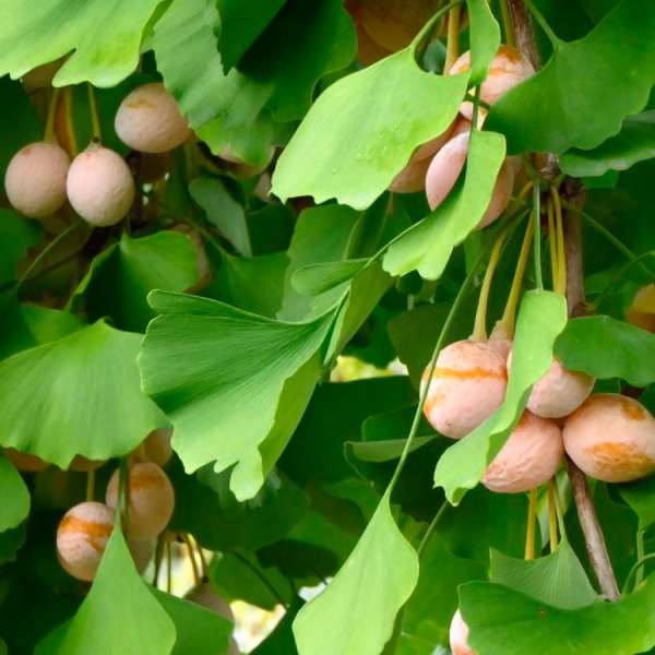 Гинкго Билоба Фастигиата Благон (лат. Ginkgo Biloba 'Fastigiata Blagon'), семена
