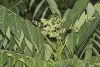 Айлант высочайший  (лат. Ailanthus altissima), семена