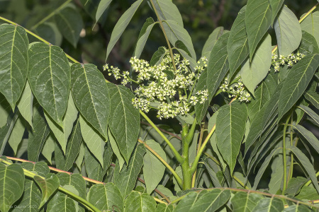 Айлант высочайший  (лат. Ailanthus altissima), семена