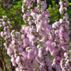 Вишня железистая (лат. Prunus glandulosa), семена